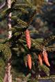 Picea orientalis Aureospicata IMG_8417 Świerk kaukaski